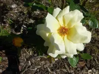 P1390317.webp
