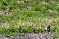 Wacholderdrosse_7393.webp
