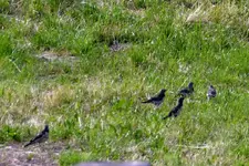 Wacholderdrosse_7399.webp