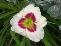 Siloam Gumdrop.webp