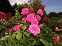 Bilda016.webp