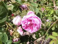 Bilda017.webp