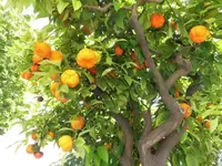 Bilda121.webp