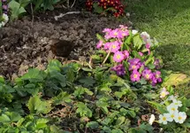 primel_mit_amsel_p.webp