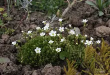 steingarten_2.webp