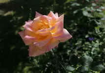stockrose_p.webp