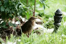 Amseljunges (7) (Kopie).webp