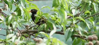 Amselmännchen (Kopie).webp