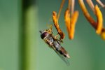 Schwebfliege beim Frühstück (Kopie).jpg