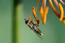 Schwebfliege beim Frühstück (Kopie).webp