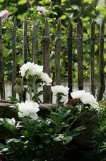 Pfingstrose weiß (Kopie).webp