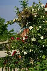 Rosenbogen.webp