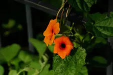 Thunbergia.webp