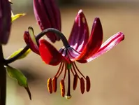 unb. Lilie  (1) (Kopie).webp