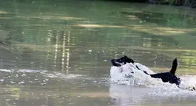 Branko im Wasser (2) (Kopie).webp
