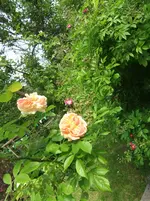 010.webp