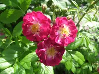 011.webp