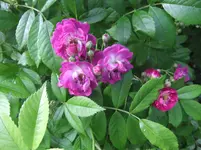 062.webp