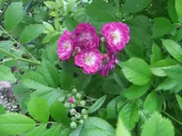063.webp