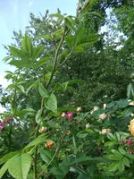 064.webp