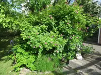 068.webp