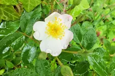 DSCF1506 (2).webp