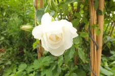 DSCF1522.webp