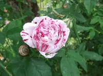 005.webp
