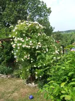 019.webp