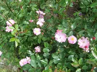 039.webp