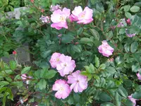 089.webp