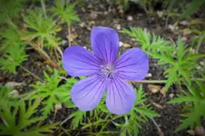 ger collinum nimbus.webp
