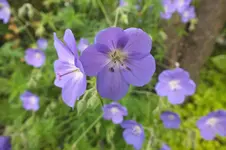 johnson`s blue.webp