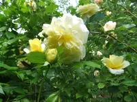 043.webp