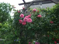 051.webp