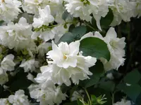 DSCN9126.webp