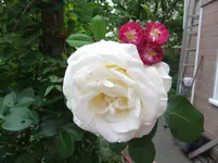 052.webp
