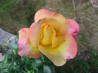 061.webp