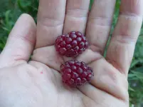 P1430831.webp