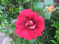 057.webp