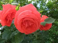 076.webp