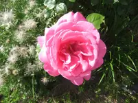 077.webp