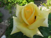 087.webp