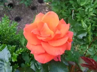 088.webp
