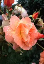 Westerland.webp