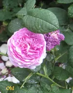 IMG_5242-001.webp