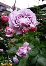 IMG_5244.webp