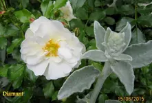 IMG_5266.webp