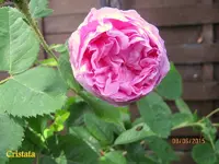 IMG_4994.webp