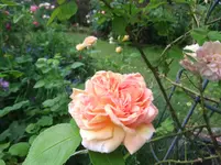 067.webp